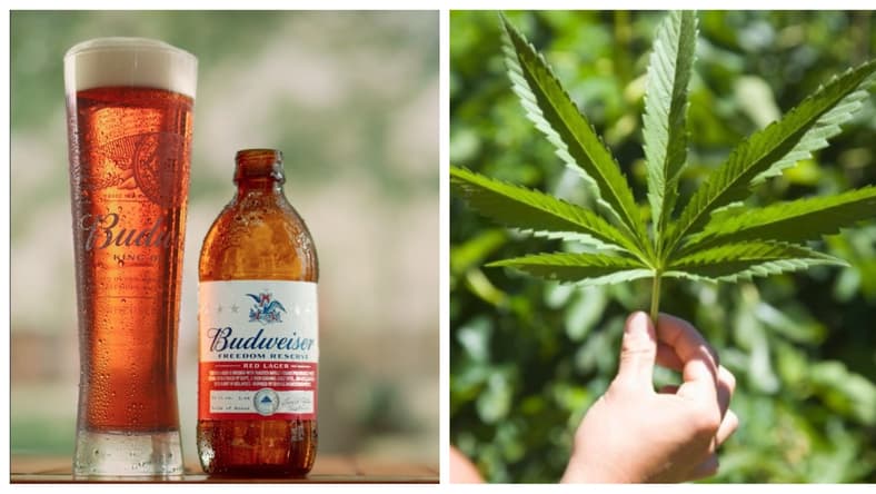 budweiser-bud