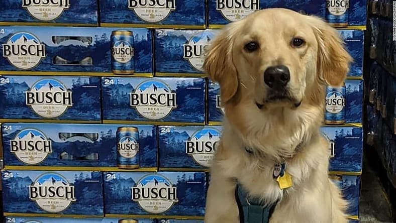 busch dog