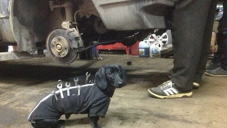 dachsund-helper-boredpanda.jpg
