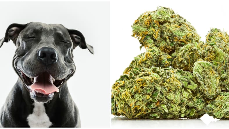 dog weed