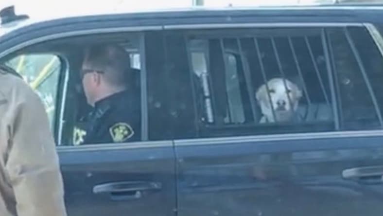 doggy-arrest-promo