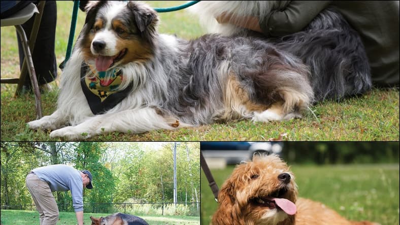 dogs-collage-training-book