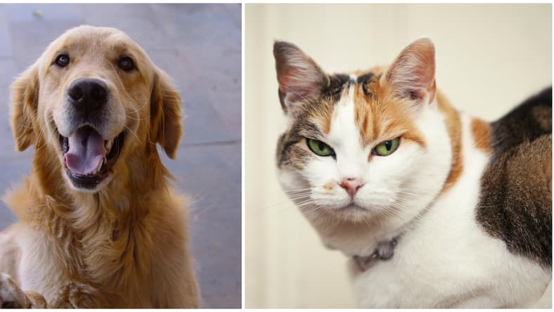 dogs