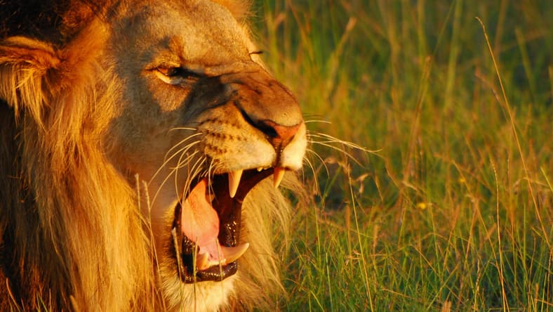 Promo lion roaring