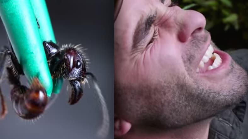ant sting