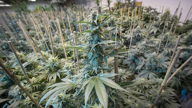 Weed grown in Denver Getty Images