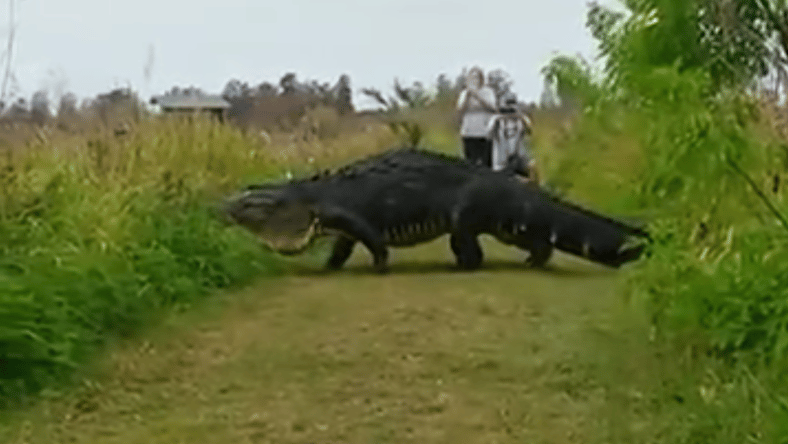 Giant Alligator.png