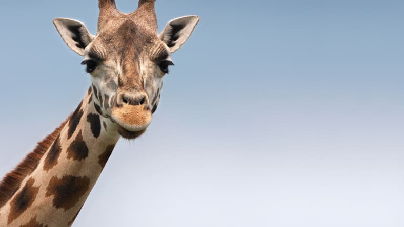 giraffe-main