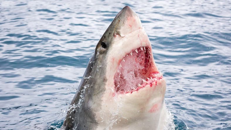 Great White Shark Promo