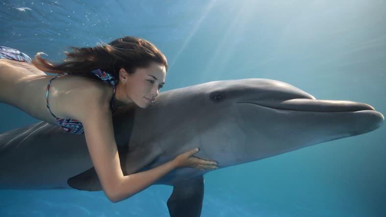 horny-dolphin-main