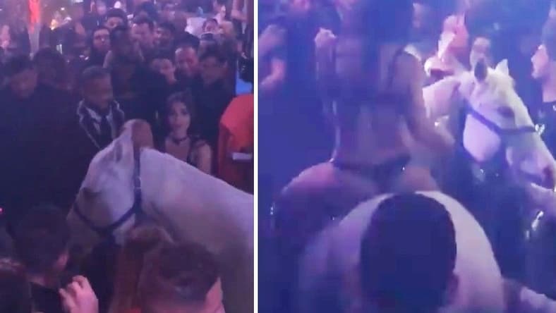 Horse in nightclub