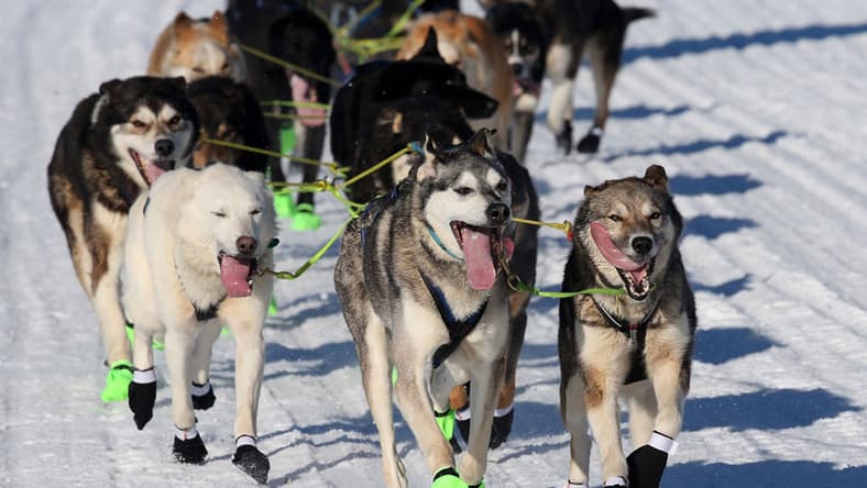 Iditarod dogs AP