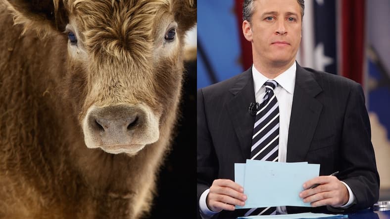 jon-stewart-angus-bull-main.jpg
