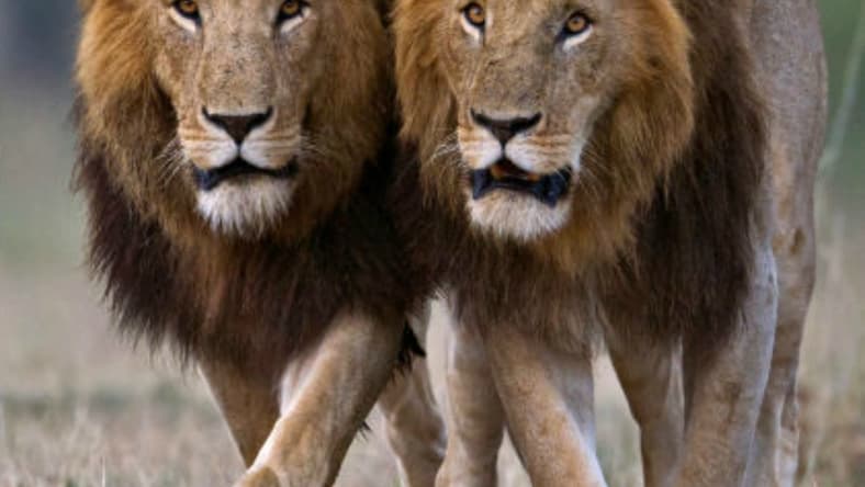 lionMzMjQwMDEz