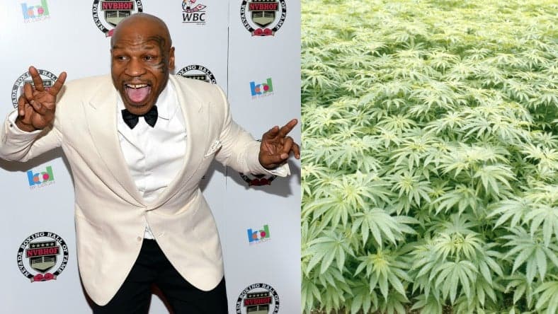 Mike Tyson Weed Farm