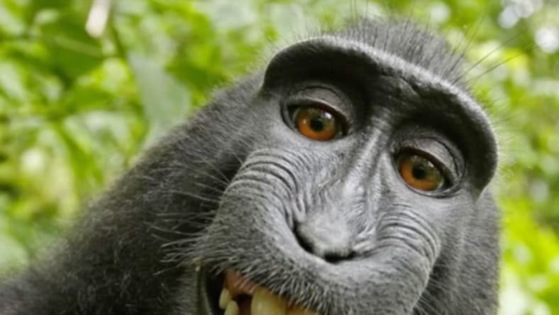 monkey-selfie-bbc-1