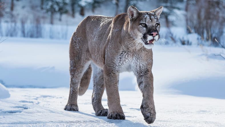 Mountain Lion Promo