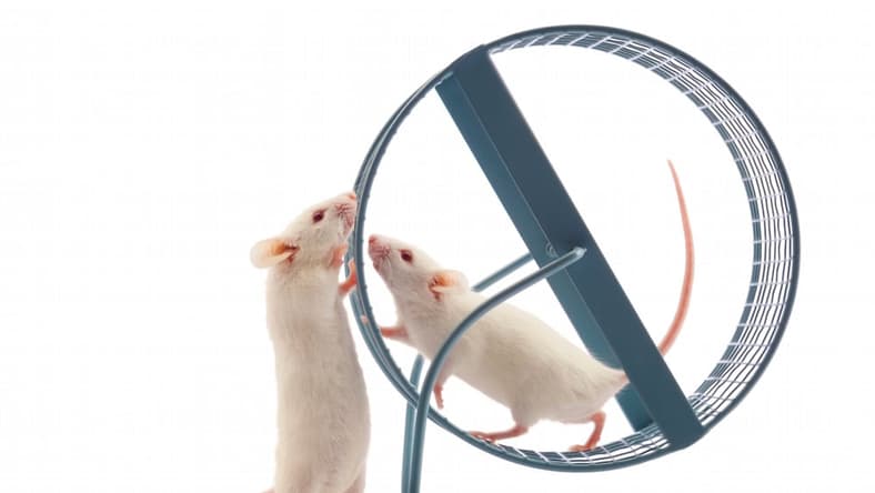 mouse-sex-action-mice-main.jpg