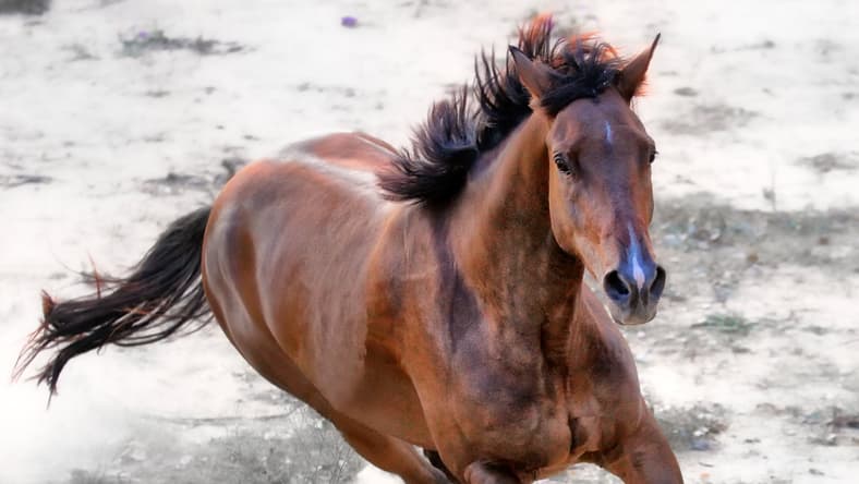np010416_horsepenis_article.jpg
