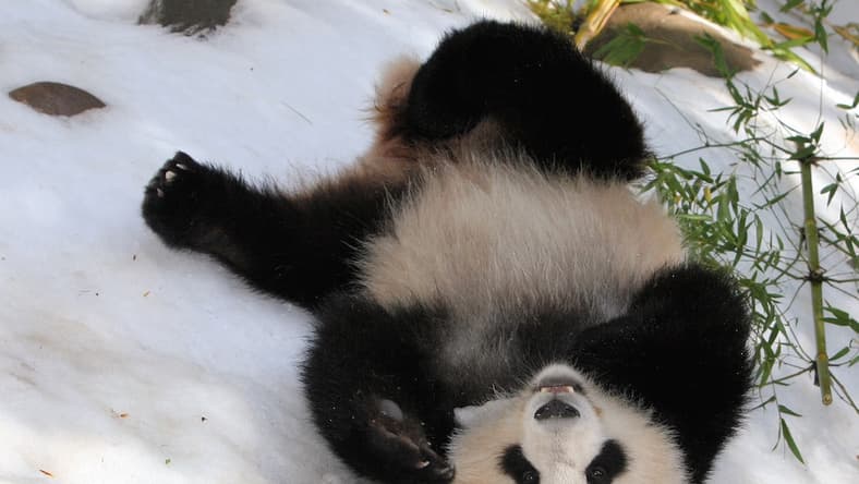 panda-snow-day-main.jpg