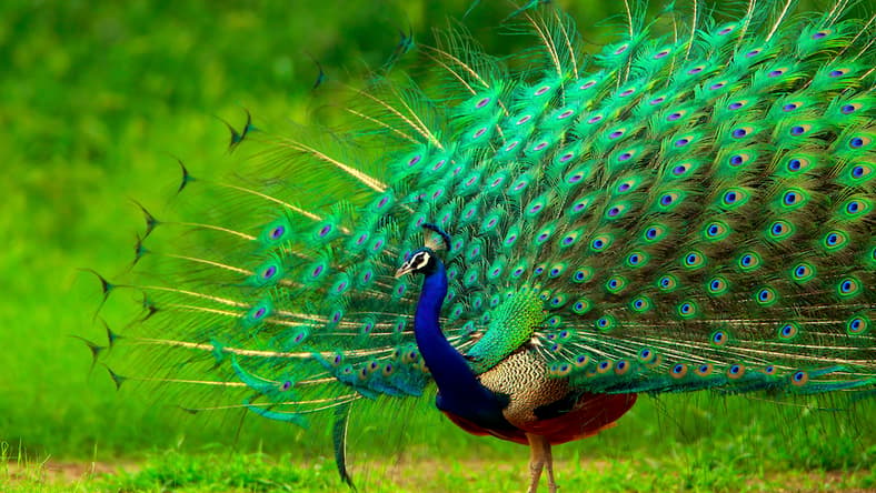 peacock-main