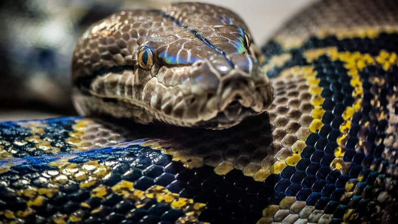 Python Promo
