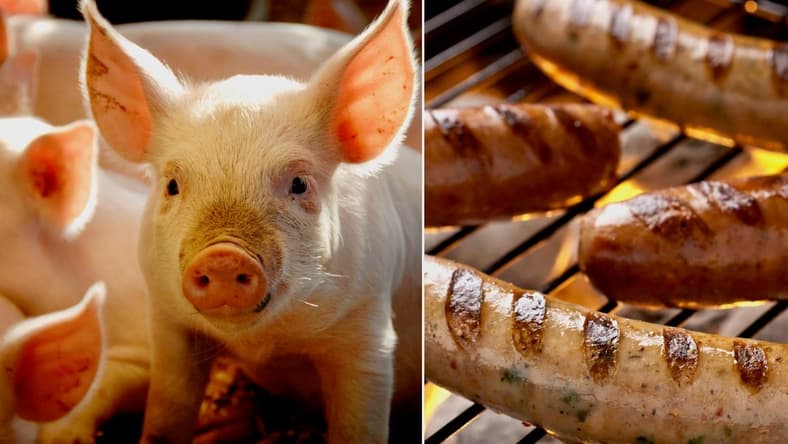 rescued-pigs-sausage-promo