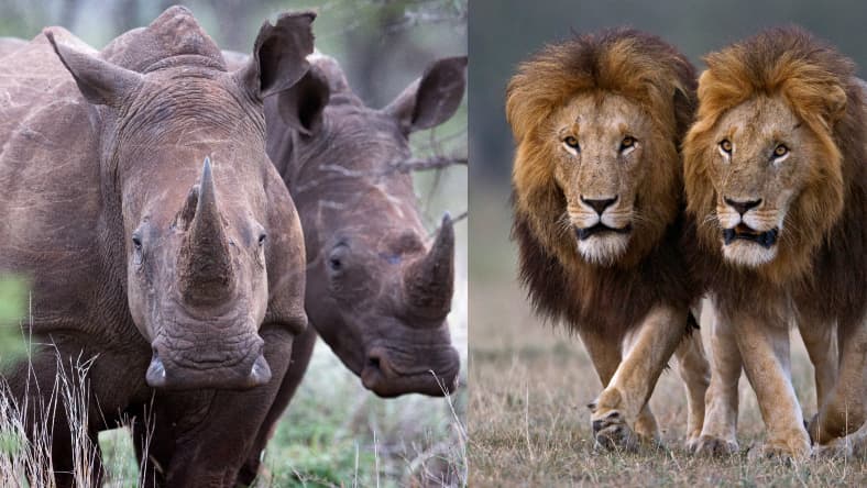 Rhino Lion Split