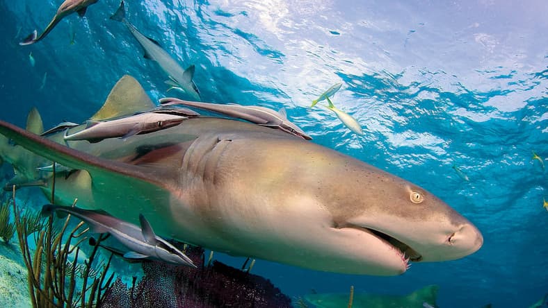 shark-hotel-1