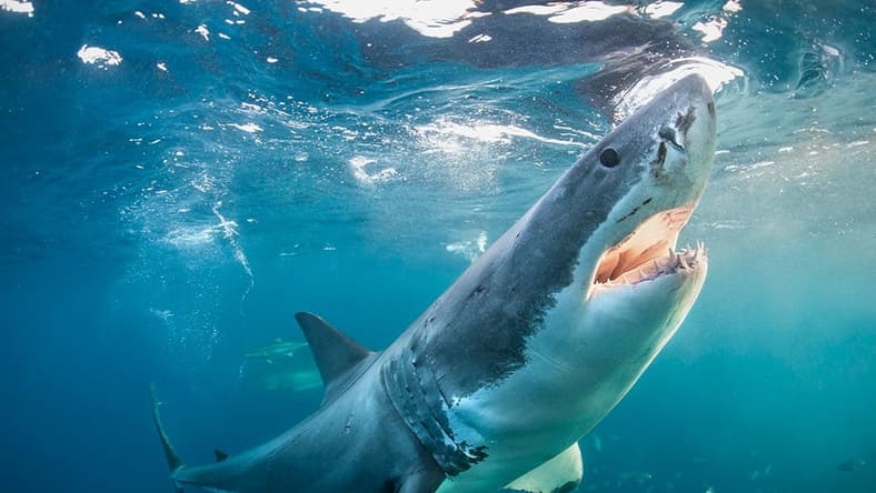shark-week-nuclear.jpg