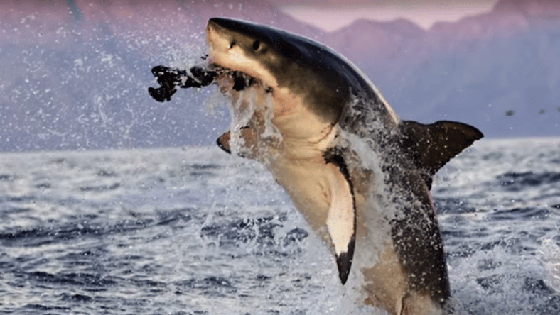 Shark Week Promo 1
