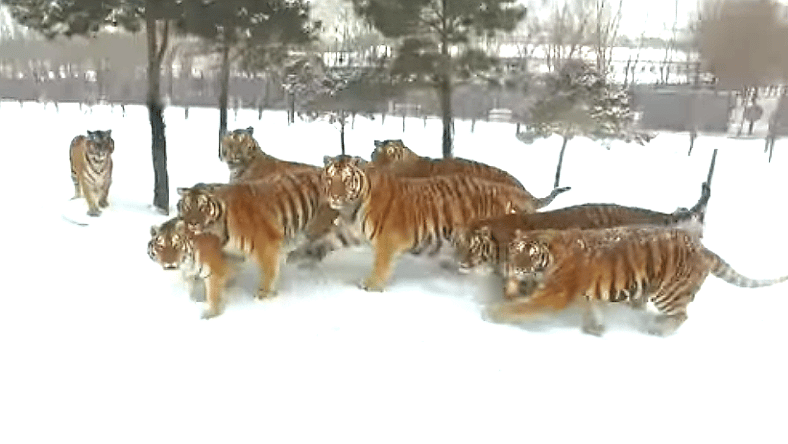 Siberian Tigers drone