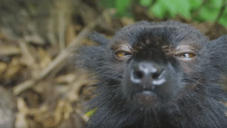 Stoned Lemur