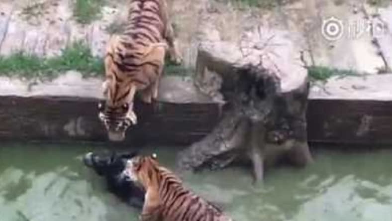 Tigers v Donkey
