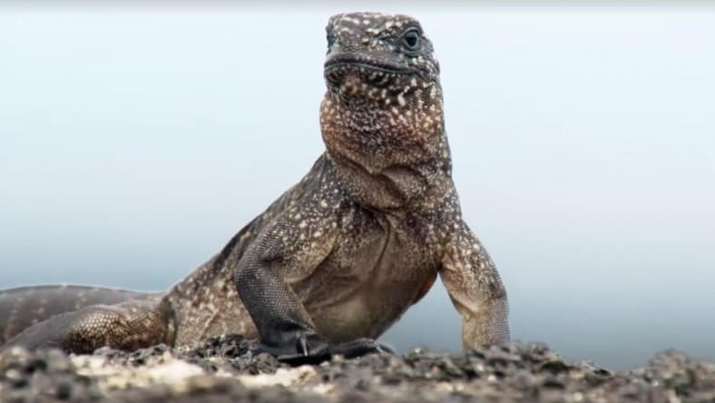 iguana