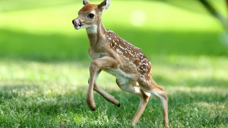 deer-meat-arbys-main.jpg