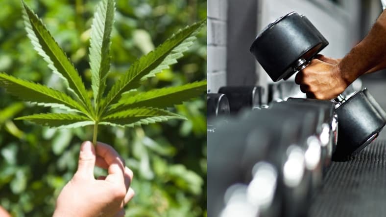 getty-images-cannabis-leaf-dumbbells