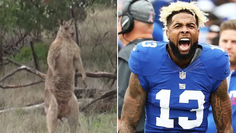 kangaroo.jpg