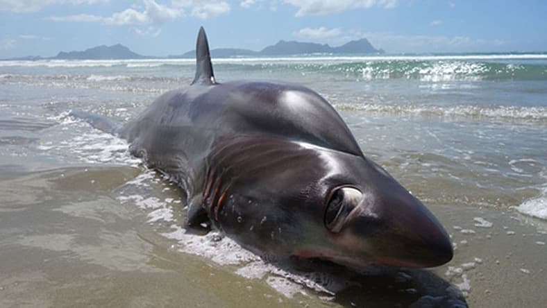 big eye thresher shark