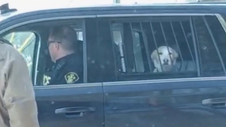 doggy-arrest-promo
