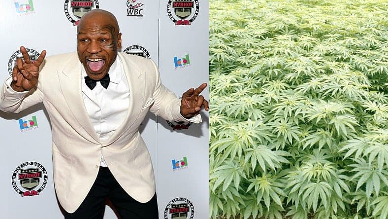 Mike Tyson Weed Farm