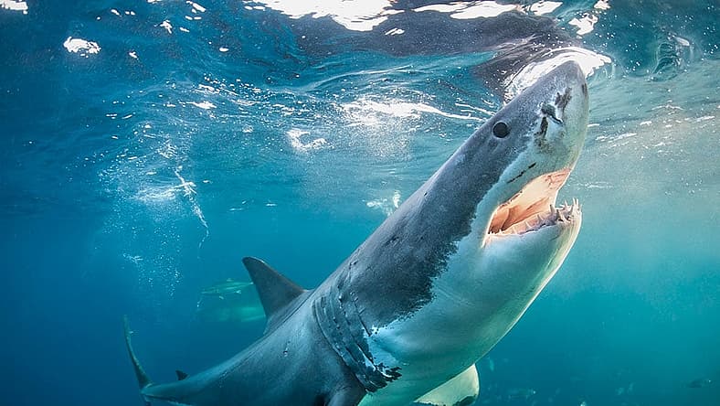 shark-week-nuclear.jpg