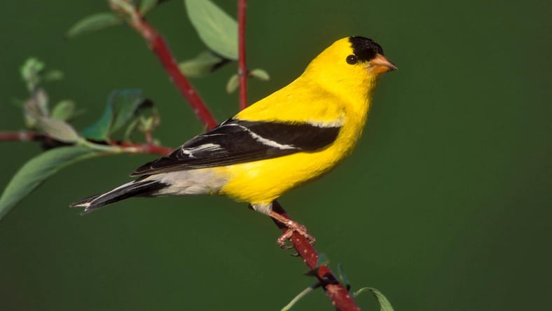 facebook-Linked_Image___146069 Â© Brian E. Small Nature Photographers Ltd