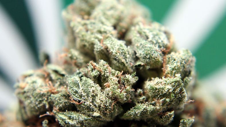 Speed Weed is a medical marijuana delivery service in the L.A. area that blends technology and convenience for its customers.
