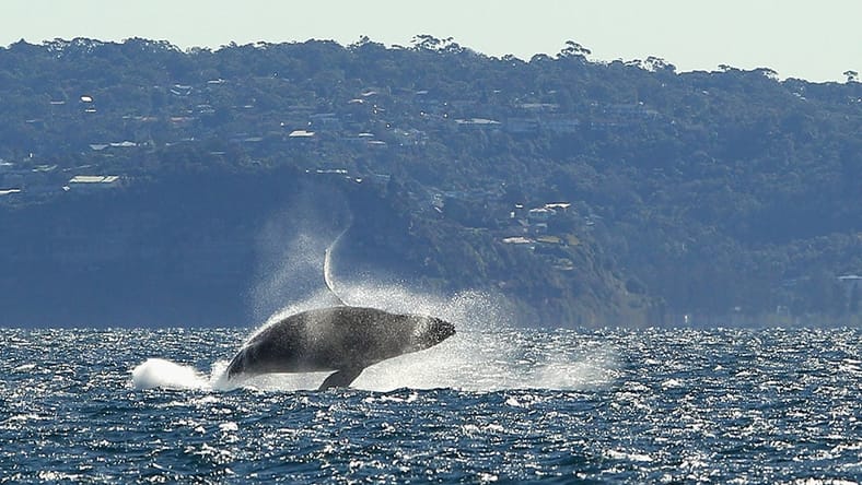 Look it's a whale yay Getty