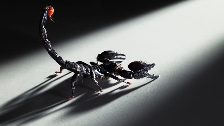 Scorpion Getty