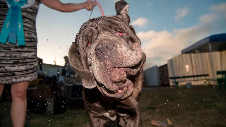 ugliest-dog-4