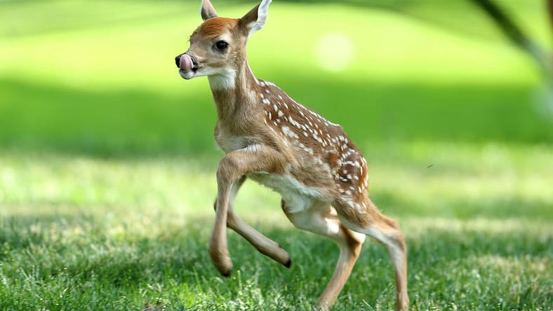 deer-meat-arbys-main.jpg