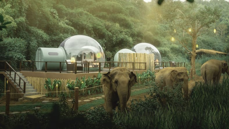 Jungle Bubbles Thailand Promo