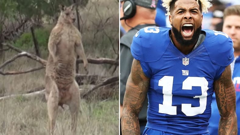 kangaroo.jpg